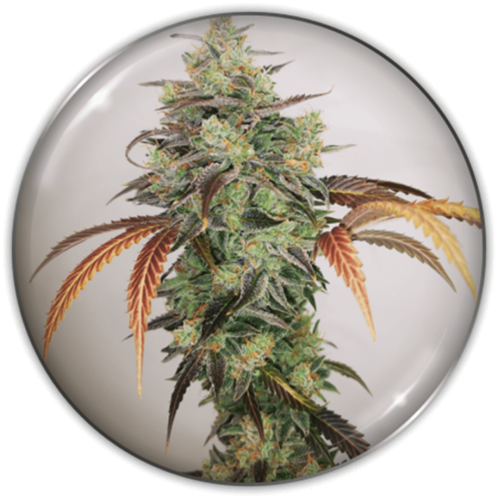 Y Griega CBD 2.0 da Medical Seeds: cola densa com aroma cítrico de limão e notas de vinho doce de cereja