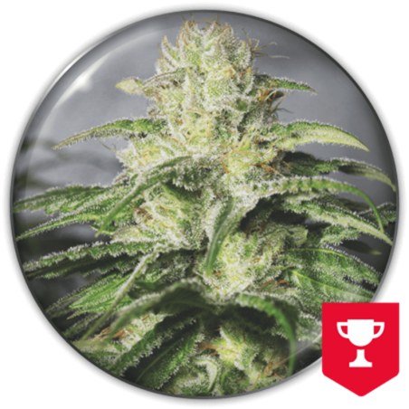 Semente OG Kush CBD - ratio 1:1 THC 12% CBD 12% | Medical Seeds Brasil