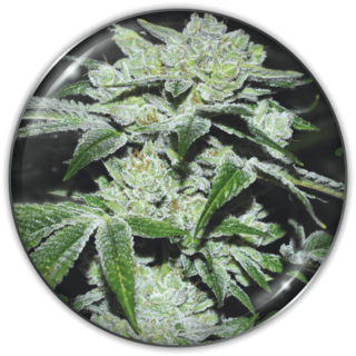 Planta Sour Glue em floração: genética americana da Medical Seeds com crescimento explosivo