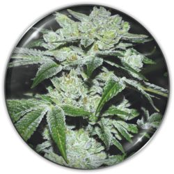 Semente Sour Glue da Medical Seeds - Gorilla Glue #4 x Sour Diesel IBL, aroma fuel e gás | Pyramid Seeds Brasil