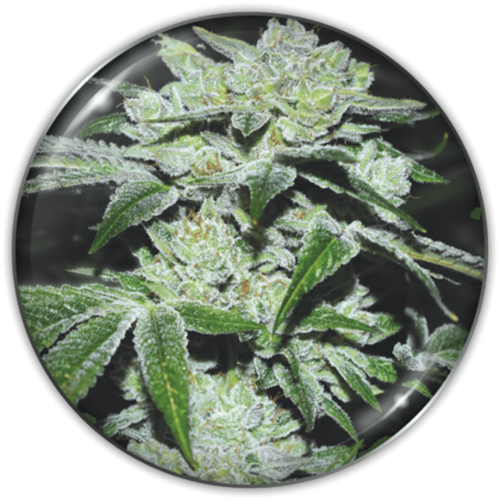 Planta Sour Glue em floração: genética americana da Medical Seeds com crescimento explosivo