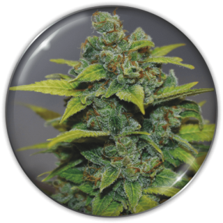 Banana Zkittlez da Medical Seeds: cola compacta e dura como pedra com aroma doce de banana madura