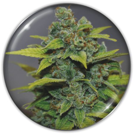Semente Banana Zkittlez da Medical Seeds - Banana Punch × Zkittlez, mais de 20% de THC | Pyramid Seeds Brasil