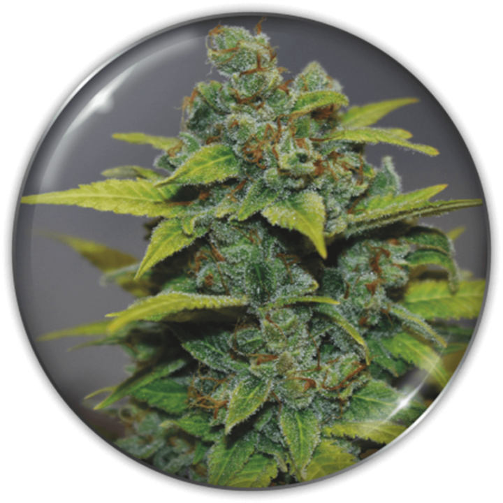 Banana Zkittlez da Medical Seeds: cola compacta e dura como pedra com aroma doce de banana madura