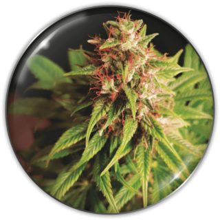 Red Cross CBD da Medical Seeds: cola índica compacta com cogollos avermelhados, THC abaixo de 0,2% CBD 6–9%