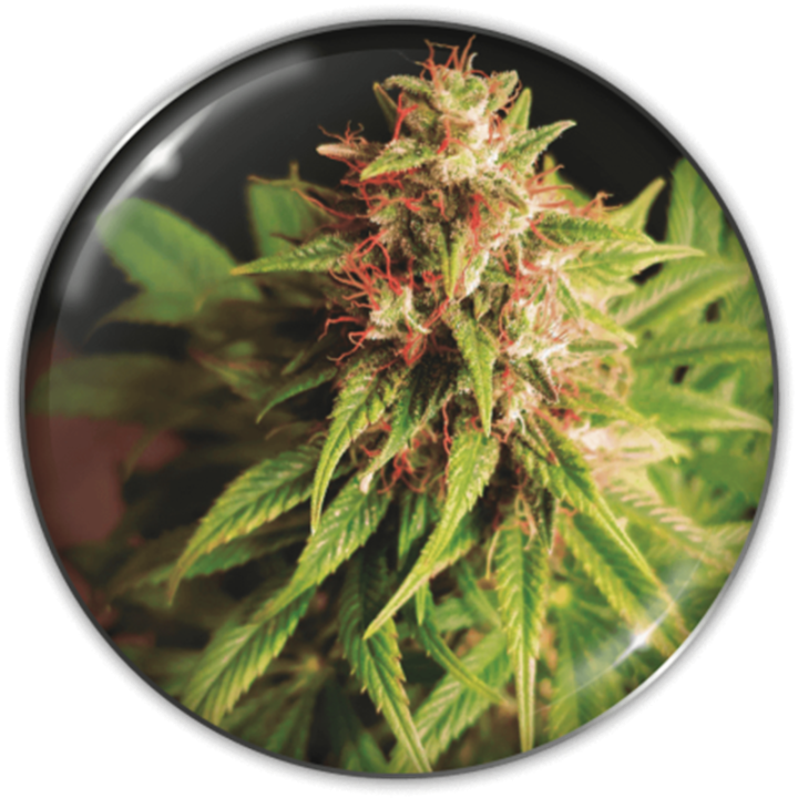 Red Cross CBD da Medical Seeds: cola índica compacta com cogollos avermelhados, THC abaixo de 0,2% CBD 6–9%