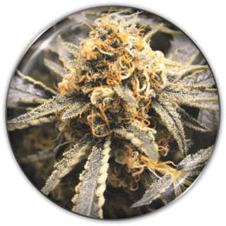 Recovery CBD da Medical Seeds: cola piramidal densa com folhas quase negras em floração e altíssimo CBD de até 21%