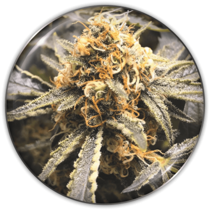 Recovery CBD da Medical Seeds: cola piramidal densa com folhas quase negras em floração e altíssimo CBD de até 21%