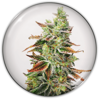 Banana Purp da Medical Seeds: cola grande e dura com tons roxos de Purple Punch 2.0 e aroma de banana madura