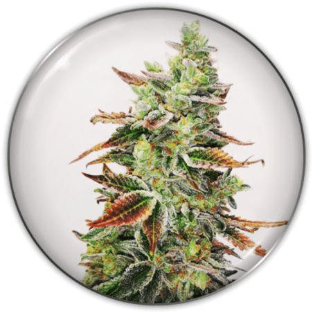 Semente Banana Purp Medical Seeds - Banana OG x Purple Punch com cogollos roxos