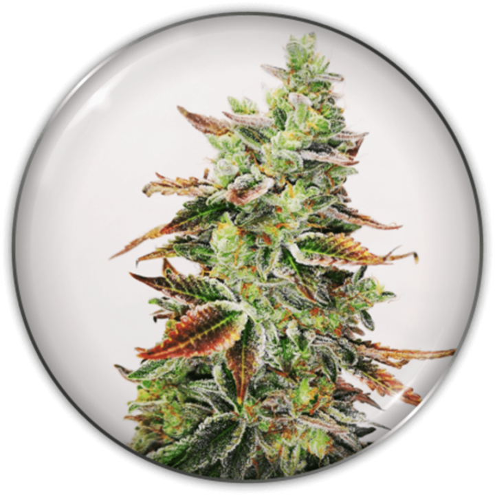 Banana Purp da Medical Seeds: cola grande e dura com tons roxos de Purple Punch 2.0 e aroma de banana madura