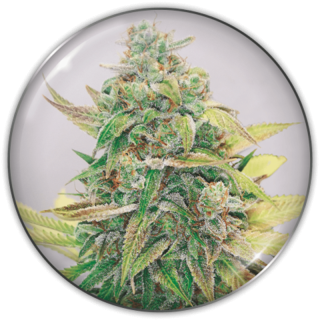 Strawberry Cake CBD da Medical Seeds: cola longa como foguete com aroma irresistível de pastel de morango doce e cremoso