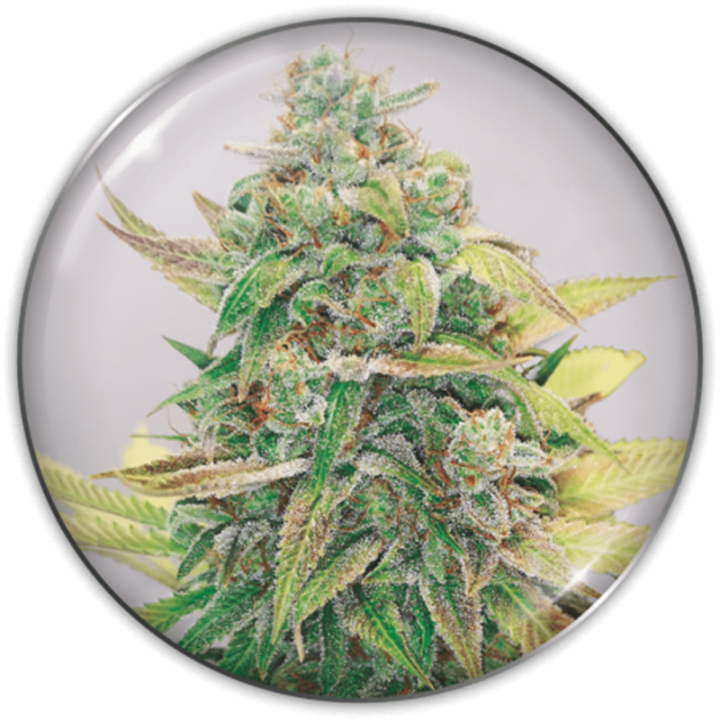 Strawberry Cake CBD da Medical Seeds: cola longa como foguete com aroma irresistível de pastel de morango doce e cremoso