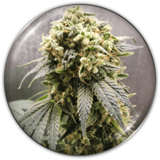 Superfruit CBD da Medical Seeds: cola índica densa e resinosa com tons de verde escuro a roxo herdados da Cherry Pie