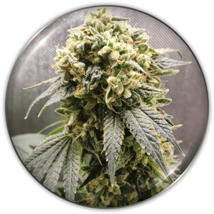 Superfruit CBD da Medical Seeds: cola índica densa e resinosa com tons de verde escuro a roxo herdados da Cherry Pie