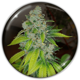 Planta Zkittlez em floração: índica robusta 80% da Medical Seeds com porte arbustivo e cogollos densos cobertos de tricomas