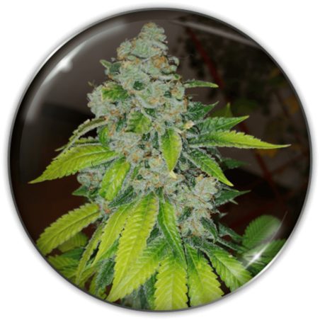 Semente Zkittlez da Medical Seeds - S1 da Zkittlez original, 80% índica | Pyramid Seeds Brasil
