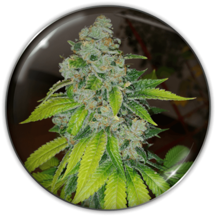 Planta Zkittlez em floração: índica robusta 80% da Medical Seeds com porte arbustivo e cogollos densos cobertos de tricomas