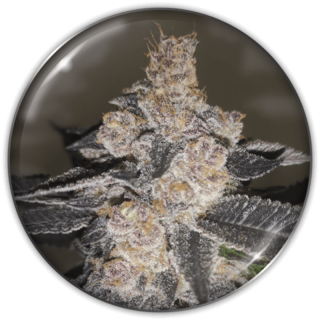 Gelato 242 da Medical Seeds: cola piramidal com tons roxos rosados e aroma de sobremesa cremosa