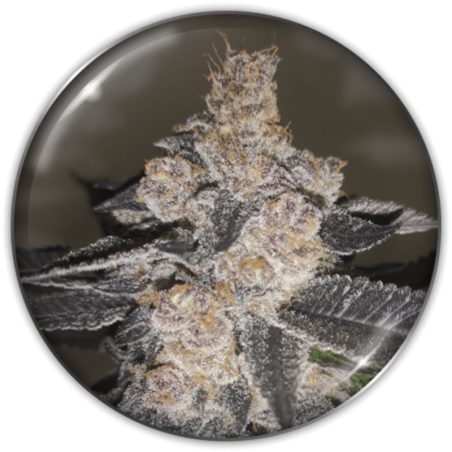 Semente Gelato 242 da Medical Seeds - Gelato 41 × Do-Si-Dos | Pyramid Seeds Brasil