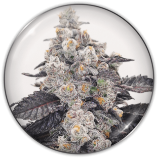 Planta Pink Sherbert em floração: índica robusta 70% da Medical Seeds com cogollos densos de paleta de cores única