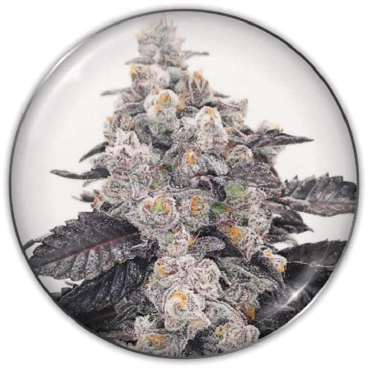 Planta Pink Sherbert em floração: índica robusta 70% da Medical Seeds com cogollos densos de paleta de cores única