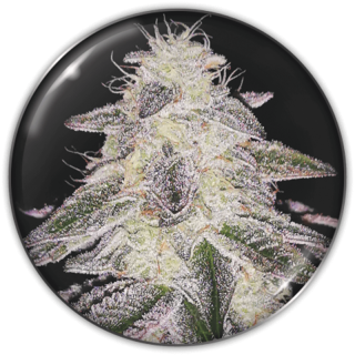 Planta Medical Runtz em floração: índica 70% compacta da Medical Seeds com cogollos curtos e muito resinosos