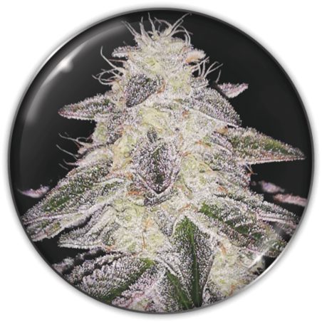 Semente Medical Runtz da Medical Seeds - Zkittlez Cali Cut × OG Kush, 22-25% de THC | Pyramid Seeds Brasil
