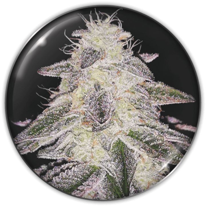 Planta Medical Runtz em floração: índica 70% compacta da Medical Seeds com cogollos curtos e muito resinosos