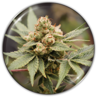 Medical Grape CBD da Medical Seeds: cola sativa densa com aroma único de uva madura e notas doces especiais