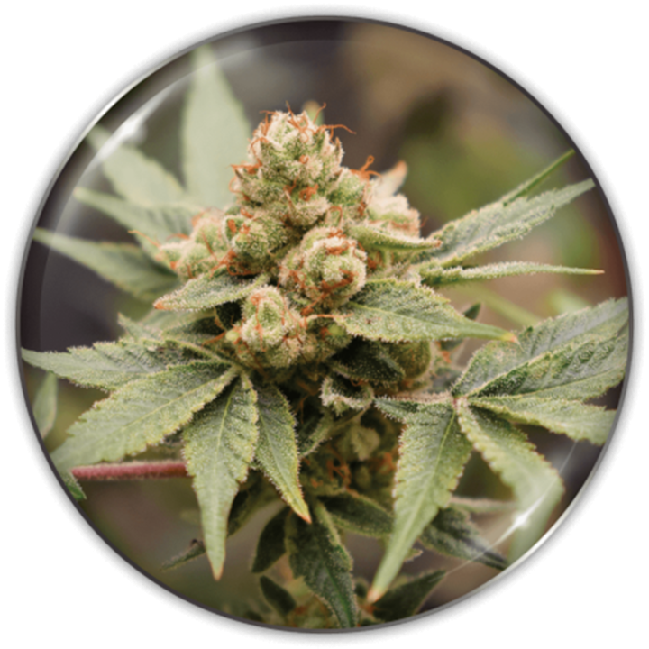 Medical Grape CBD da Medical Seeds: cola sativa densa com aroma único de uva madura e notas doces especiais