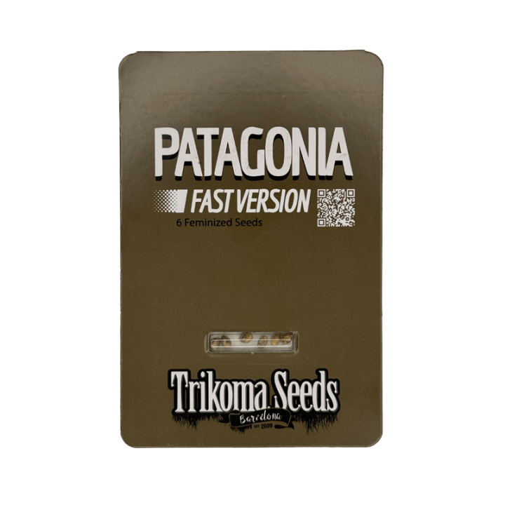 Planta Patagonia Fast en floración: cogollos densos y resinosos de OG Kush x Northern Lights.