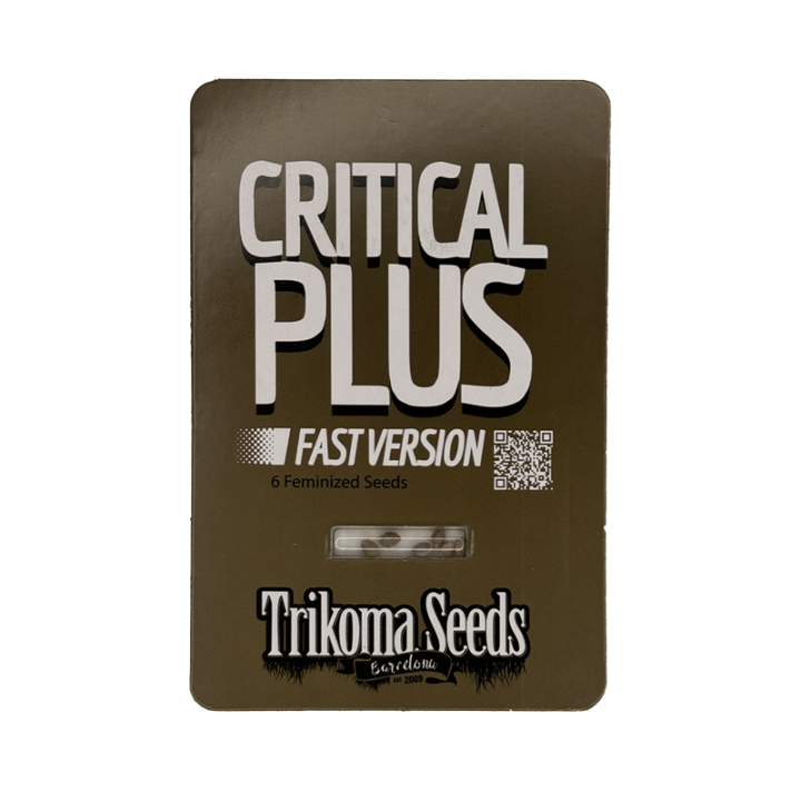 Semente de maconha Critical Plus Fast Version da Trikoma Seeds – Floração ultra-rápida.