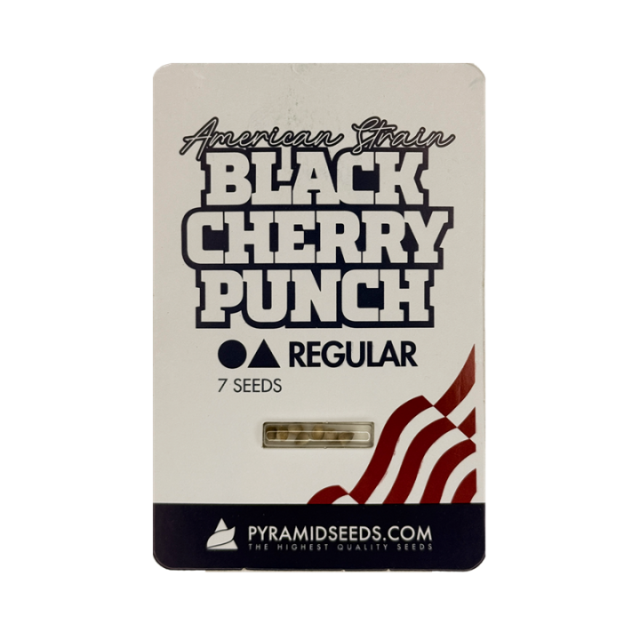 Planta de maconha Black Cherry Punch Regular: 90% Índica e resina densa para extrações.