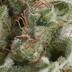 Semente Auto American Pie da Pyramid Seeds - automática, cerca de 19% de THC | Pyramid Seeds Brasil