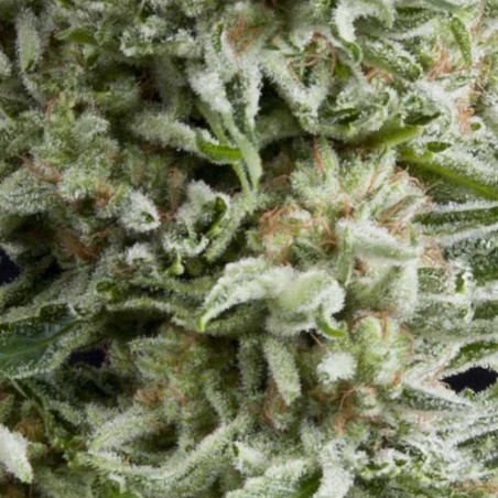 Semente Auto Amnesia Gold automática - sativa autoflorescente 26% THC | Pyramid Seeds Brasil
