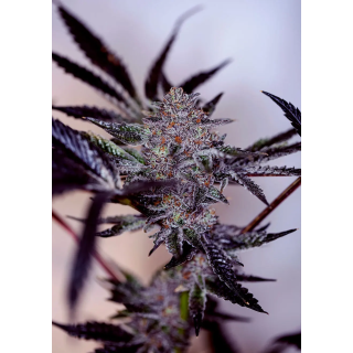 Flor roxa de Purple Cherry Auto da Positronics coberta de resina no ponto de colheita