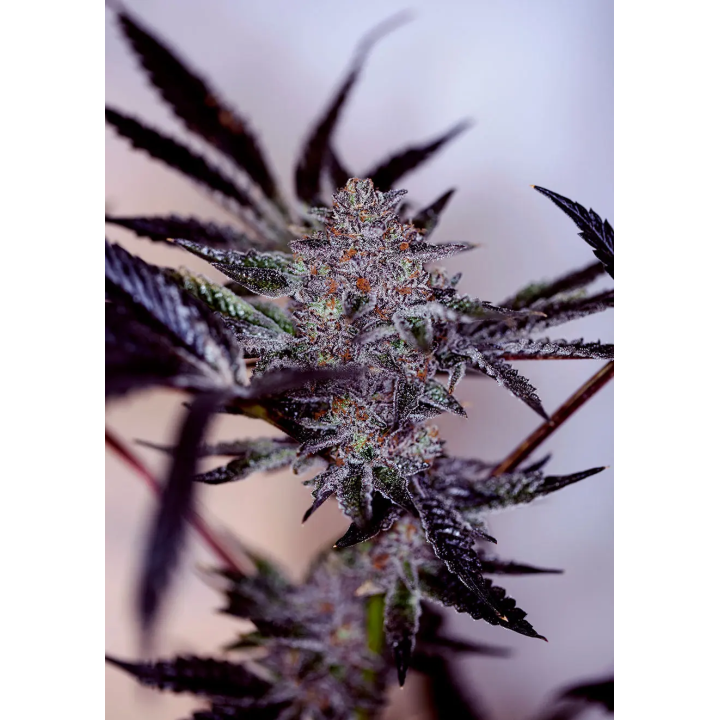 Flor roxa de Purple Cherry Auto da Positronics coberta de resina no ponto de colheita