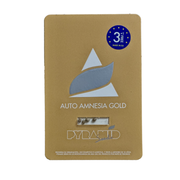 Embalagem da Auto Amnesia Gold da Pyramid Seeds — versão autoflorescente da Amnesia Gold com sabor cítrico intenso