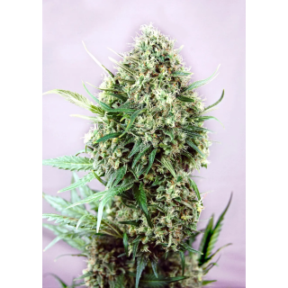 Cola alongada de Jack Diesel da Positronics no fim da floração, com brácteas verdes e pistilos claros