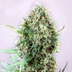 Semente Jack Diesel da Positronics - Jack Herer x NYC Diesel, 19-22% de THC | Pyramid Seeds Brasil