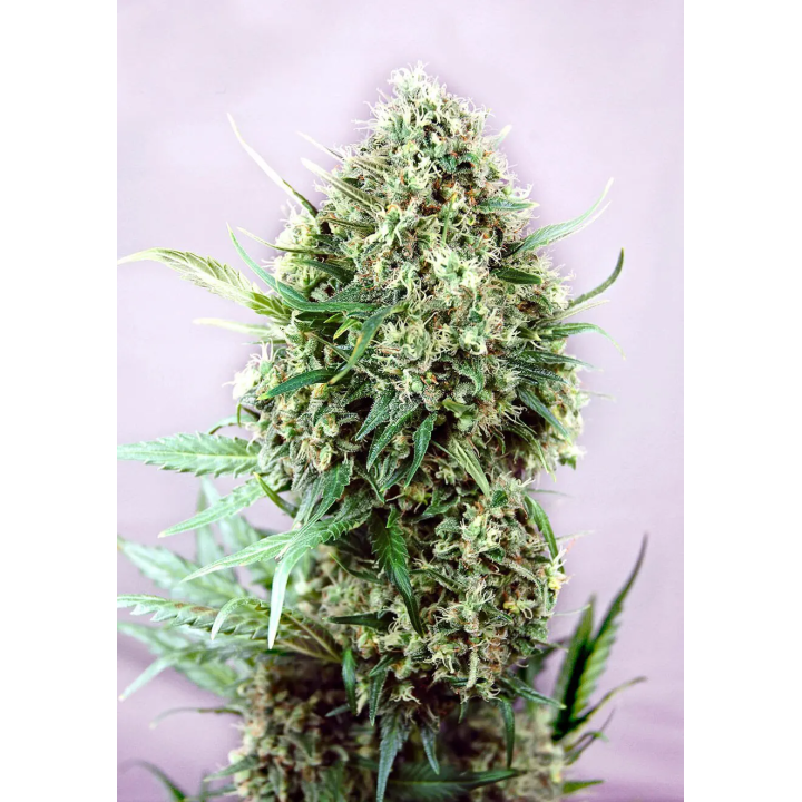 Cola alongada de Jack Diesel da Positronics no fim da floração, com brácteas verdes e pistilos claros