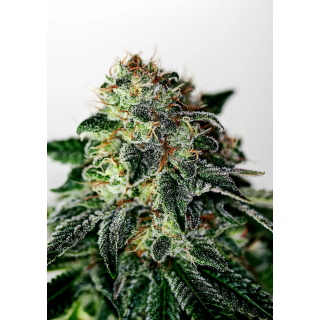 Flor curada de Mystic Cookie Auto da Positronics, compacta e coberta de resina, com pistilos alaranjados