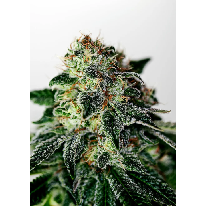 Flor curada de Mystic Cookie Auto da Positronics, compacta e coberta de resina, com pistilos alaranjados