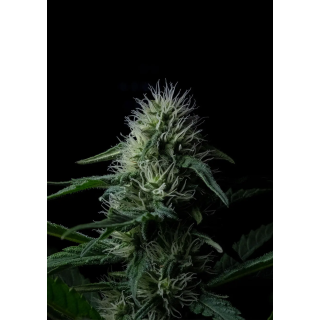 Flor de Z Valley Auto da Positronics no fim da floração, densa, com tricomas brilhantes e pistilos escuros