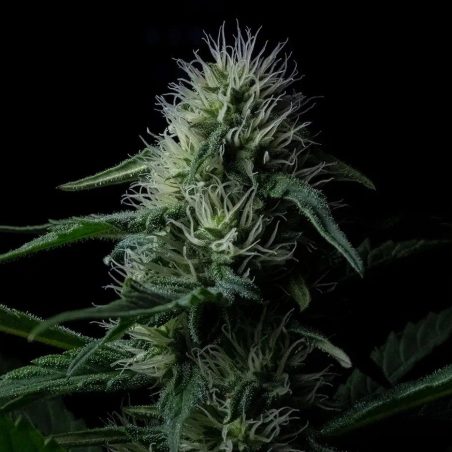 Semente Z Valley Auto da Positronics Seeds - automática SFV OG × Zkittlez, 18-20% de THC | Pyramid Seeds Brasil