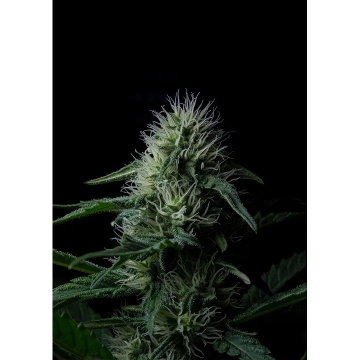 Flor de Z Valley Auto da Positronics no fim da floração, densa, com tricomas brilhantes e pistilos escuros