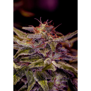 Planta de Z Valley da Positronics em cultivo interno, cerca de um metro, com flores densas nos ramos laterais