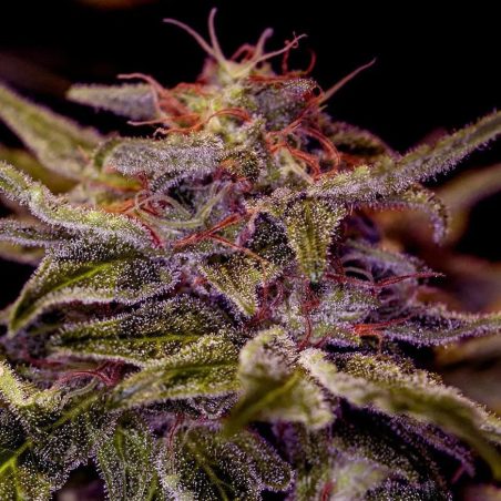 Semente Z Valley da Positronics Seeds - SFV OG × Zkittlez, 18-22% de THC | Pyramid Seeds Brasil