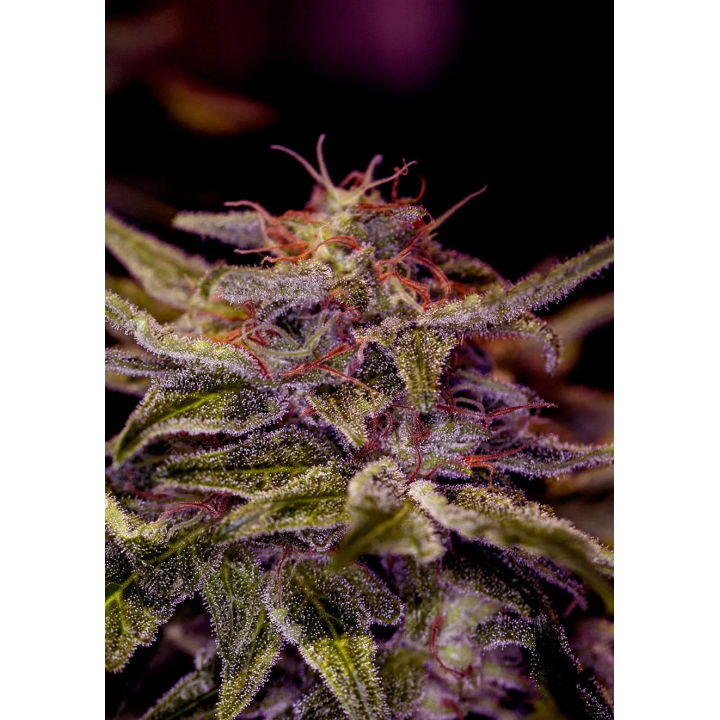 Planta de Z Valley da Positronics em cultivo interno, cerca de um metro, com flores densas nos ramos laterais